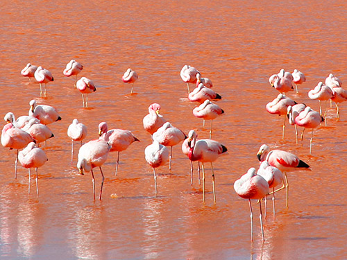 Laguna Colorada